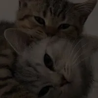 ✨달✨