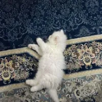 به اینجا خوش اومدی