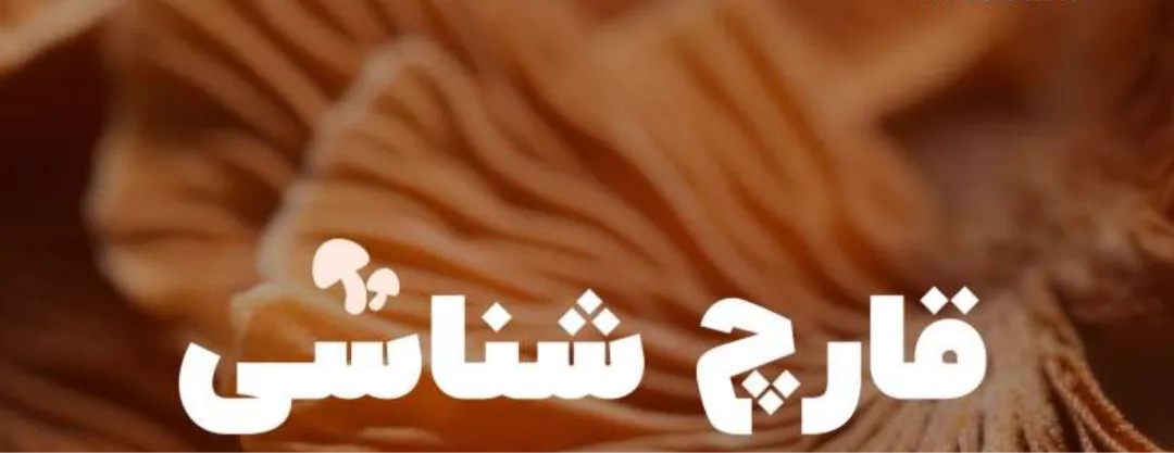 قارچ شناسی