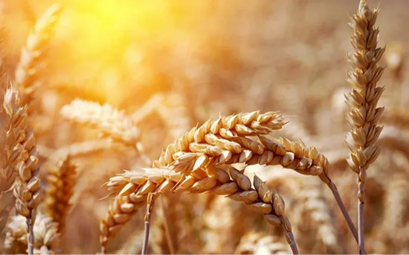 بهترین دعا برای رزق و روزی
