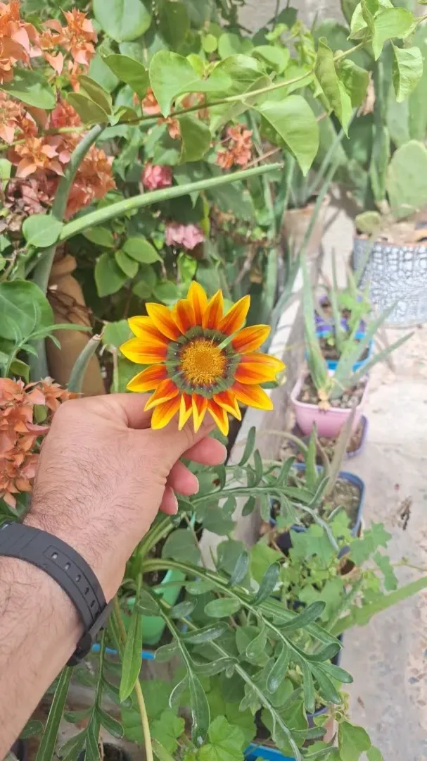 از روزهای تنهایی