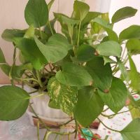طرح مسائل بنیادین و اساسی