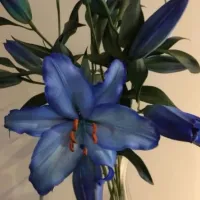 𝒜𝓃𝒶𝒽𝒾𝓉𝒶