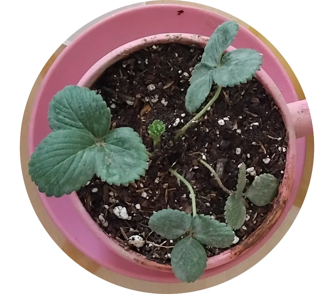 دلخوشی جدید 🍓