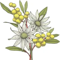 راحیل