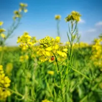 آقای سمیع