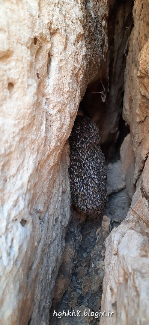 کندوی زنبور عسل