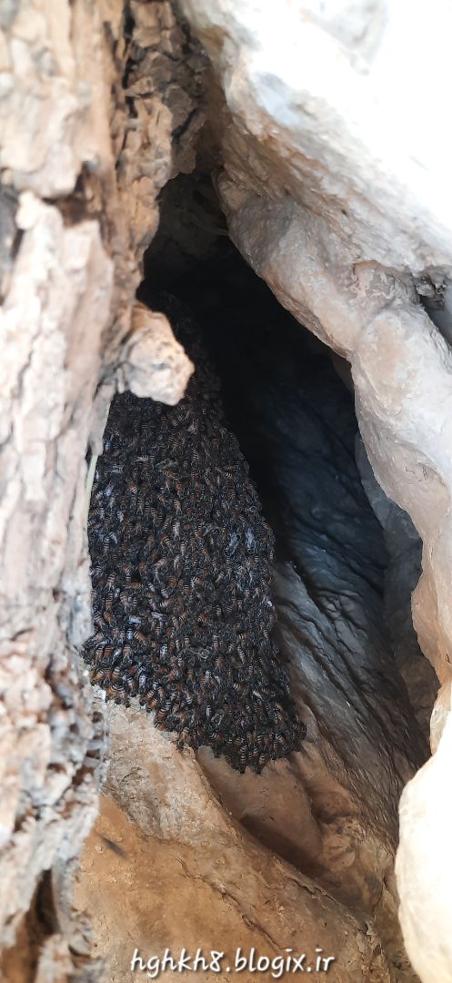 زنبور عسل