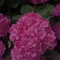Sahereh