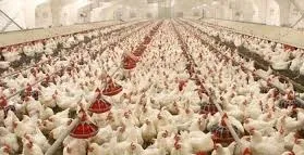 استفاده از فرایند RCI در سالن های مرغداری و مراکز پزورش طیور