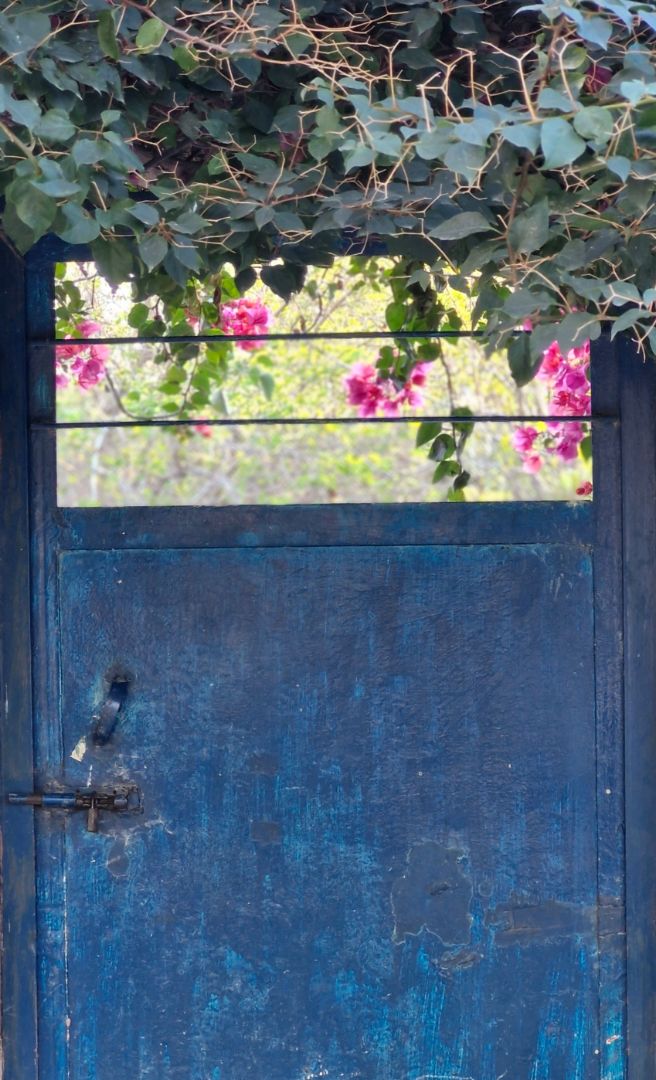 در باغ پر از گل
