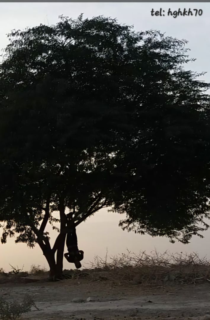 آویزون شدن از درخت