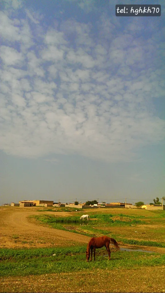 اسب