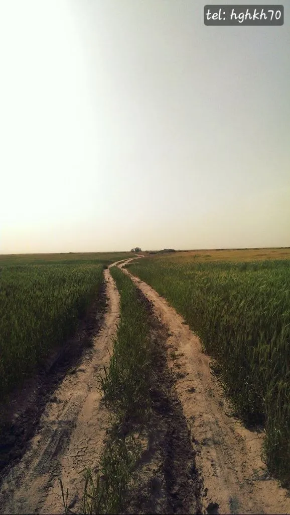 جاده خاکی وسط مزرعه