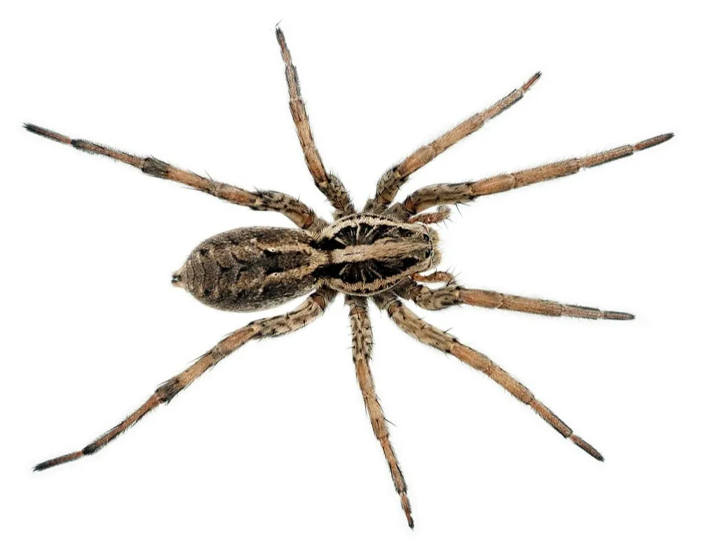 تارتن ها🕷️🕸️