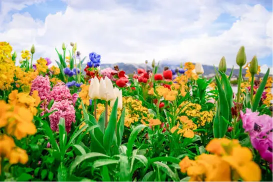 هر گل چه معنی ای داره؟