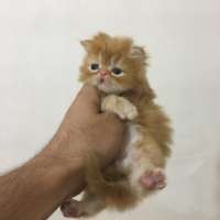 بچه گربه پرشین