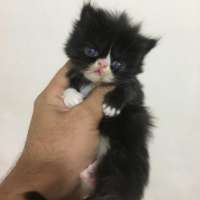 فروش بچه گربه پرشین عروسکی