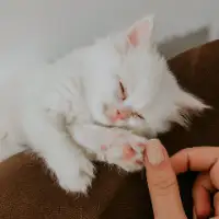 فروش بچه گربه پرشین