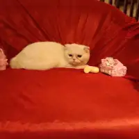 فروش بچه اسکاتیش سفید