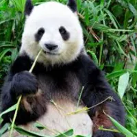 تصویر پروفایل panda