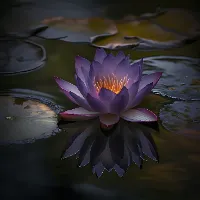 لوتوس بنفش | Purple lotus