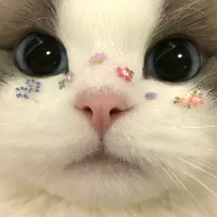 𝐿𝒾𝓉𝓉𝓁𝑒 𝓁𝒶𝒹𝓎 🐾✨