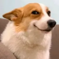 توله سگ نیوز