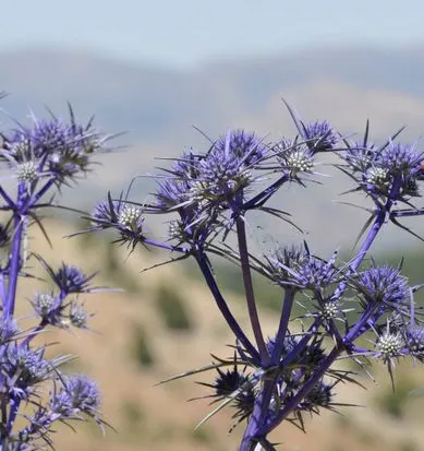 بوقناق و دیابت: از قرصعنه تا پژوهش‌های نوین