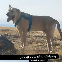 جلادپاشکن،جلاد،پاشکن،سگ جلادپاشکن