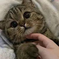 𝓬𝓐𝓽..(𝓜𝓔𝓞𝓦)