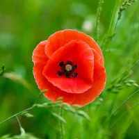 الهه ی عشق و زندگی