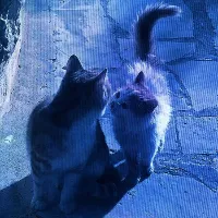 🕊️♫ 𝓢𝓪𝓶𝓲𝓮𝔂𝓮𝓱