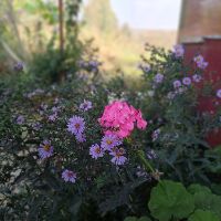 یاسی‌ترین